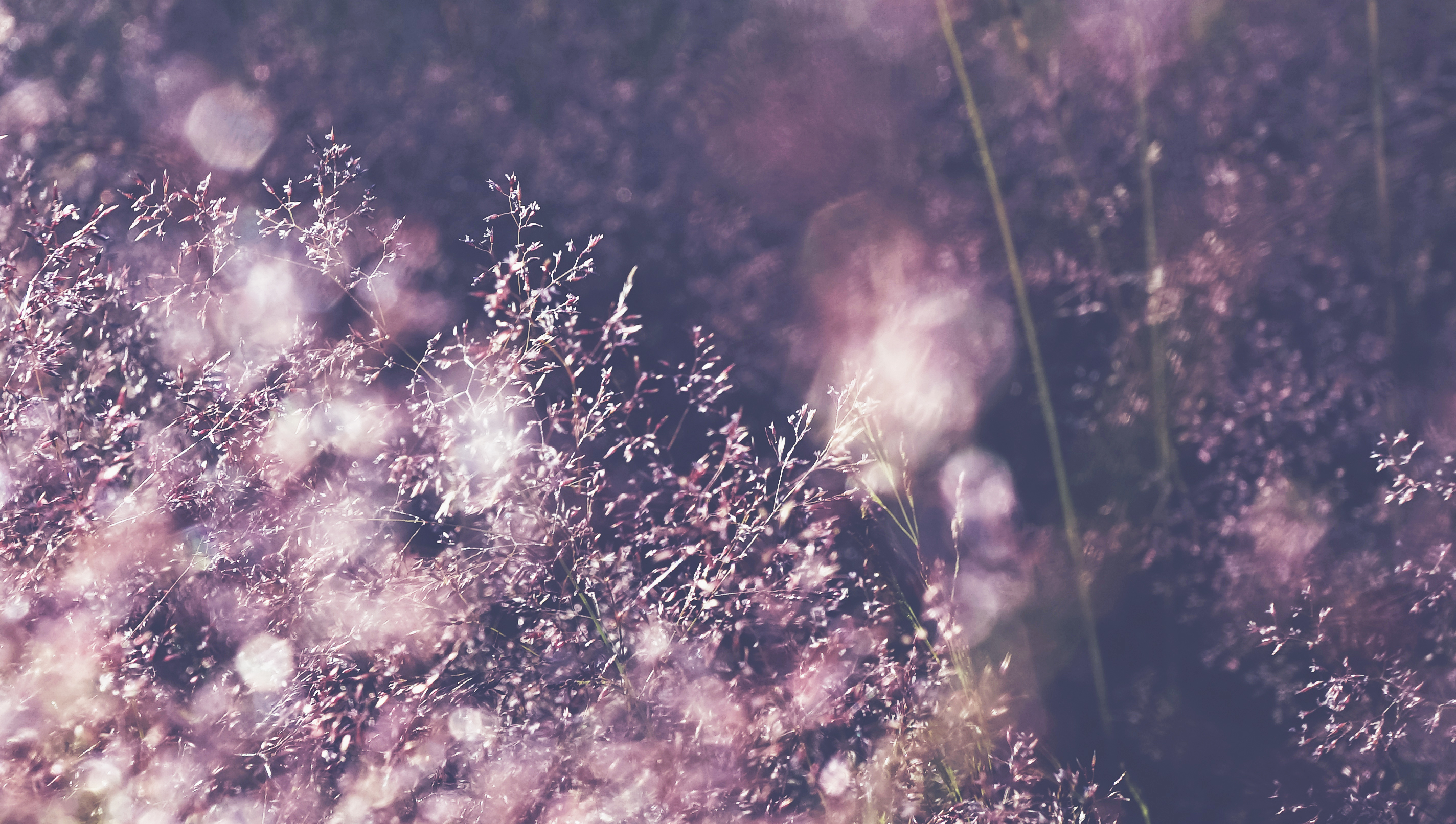 Graminées aux reflets mauves dans une lumière douce